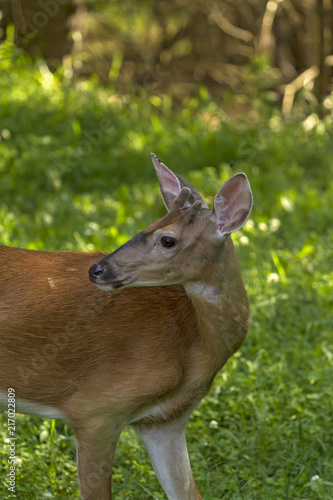A Young male Deer in the Forest