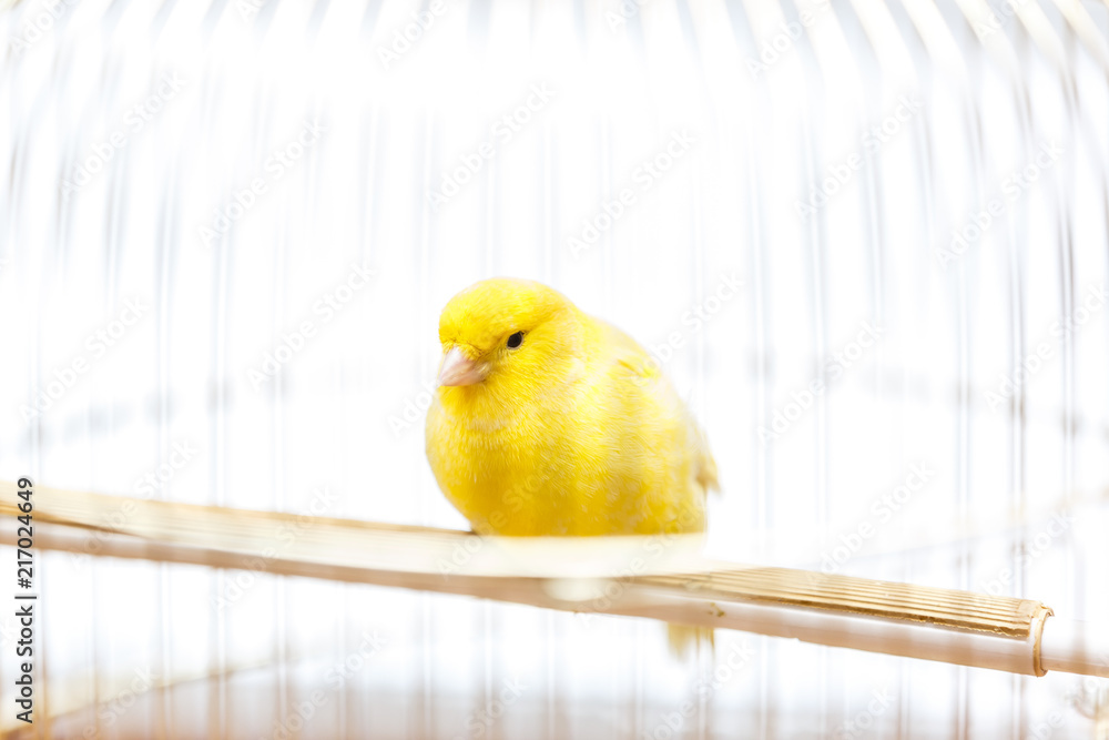 Fotografie a yellow canary in his cage