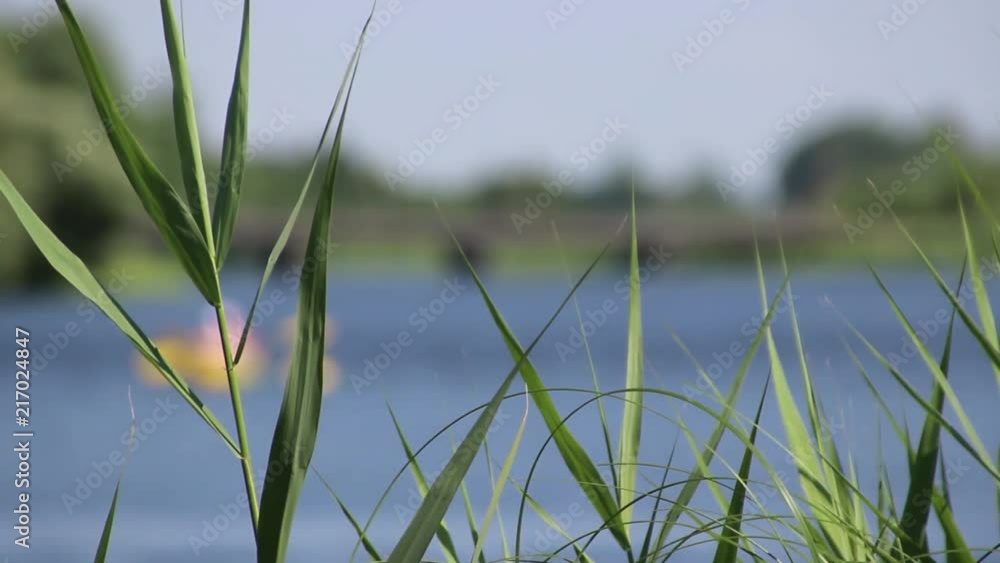 Rushes and coming kayak. Slow motion Rushes and coming kayak. Slow motion