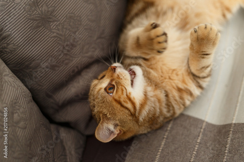 Portrait cute of a kitten Scottish Straight. Scottish cat golden marble. Playing cat