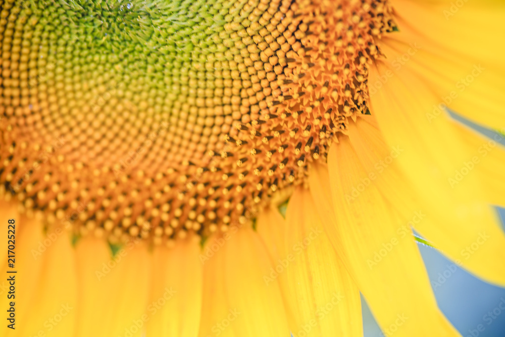 sunflower sunflower