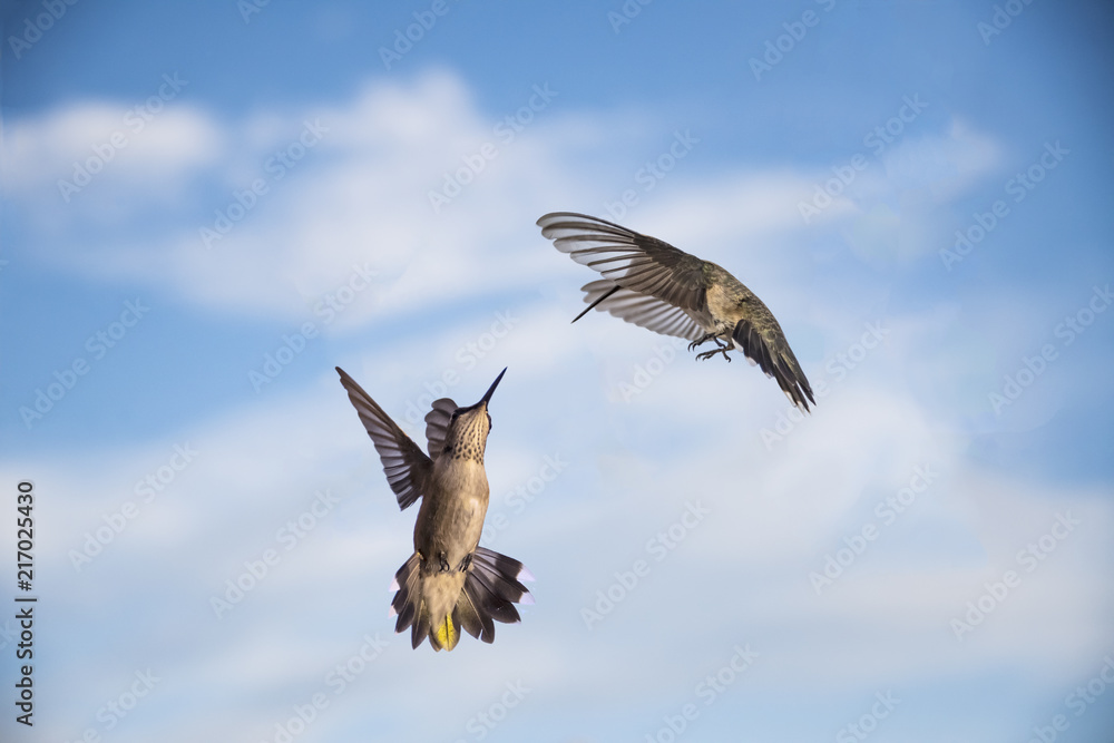 Black-Chinned Hummingbird (Archilochus Alexandria) Face-off Black-Chinned Hummingbird (Archilochus Alexandria) Face-off