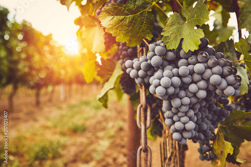 Dojrzałe niebieskie winogrona na winorośli o zachodzie słońca