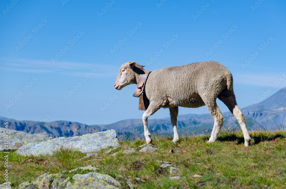 Fototapeta premium Sheep in the mountain of maritime alps, Piedmont, Italy