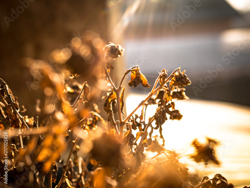 Dead plant.