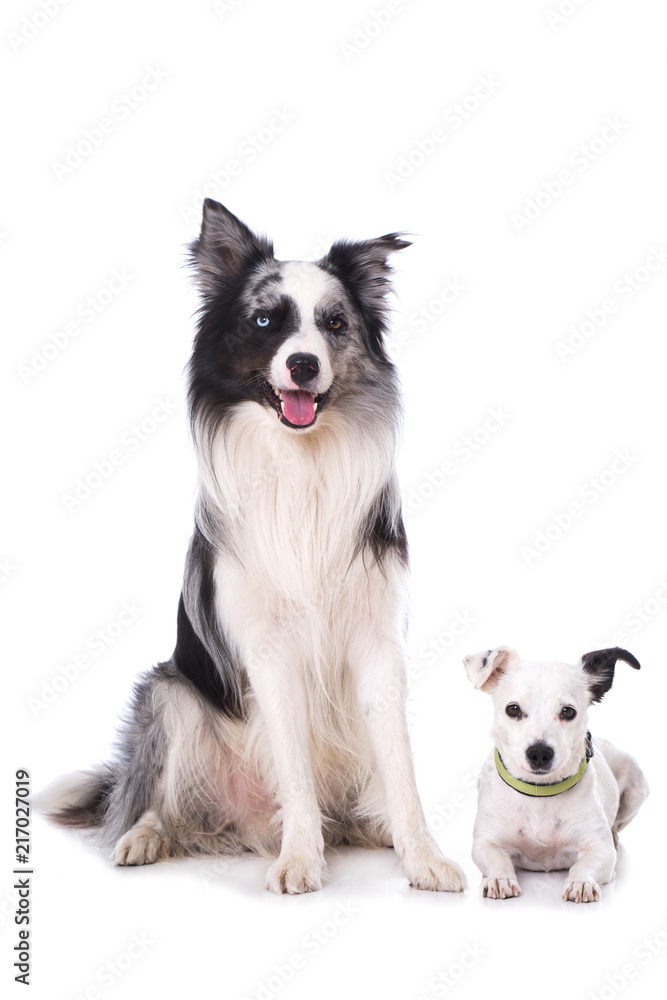 Border Collie und Mischlinghund auf weißem Hintergrund