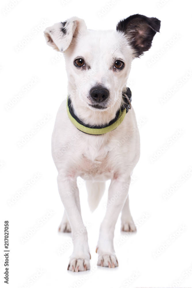 Stehender Mischlinghund auf weißem Hintergrund