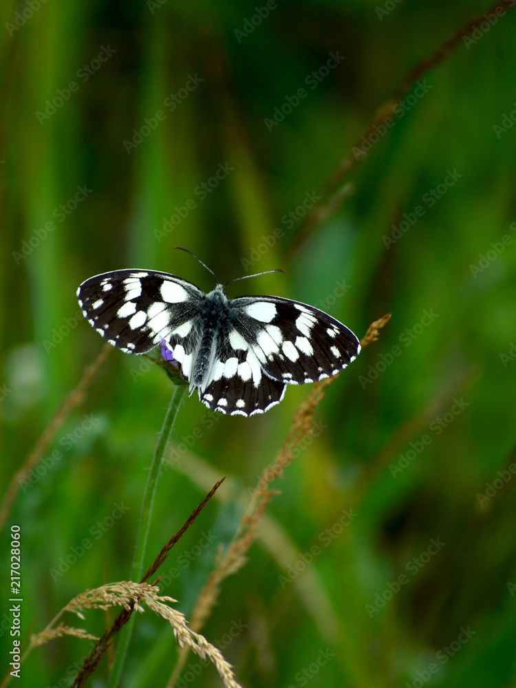 Galatea butterfly Galatea butterfly