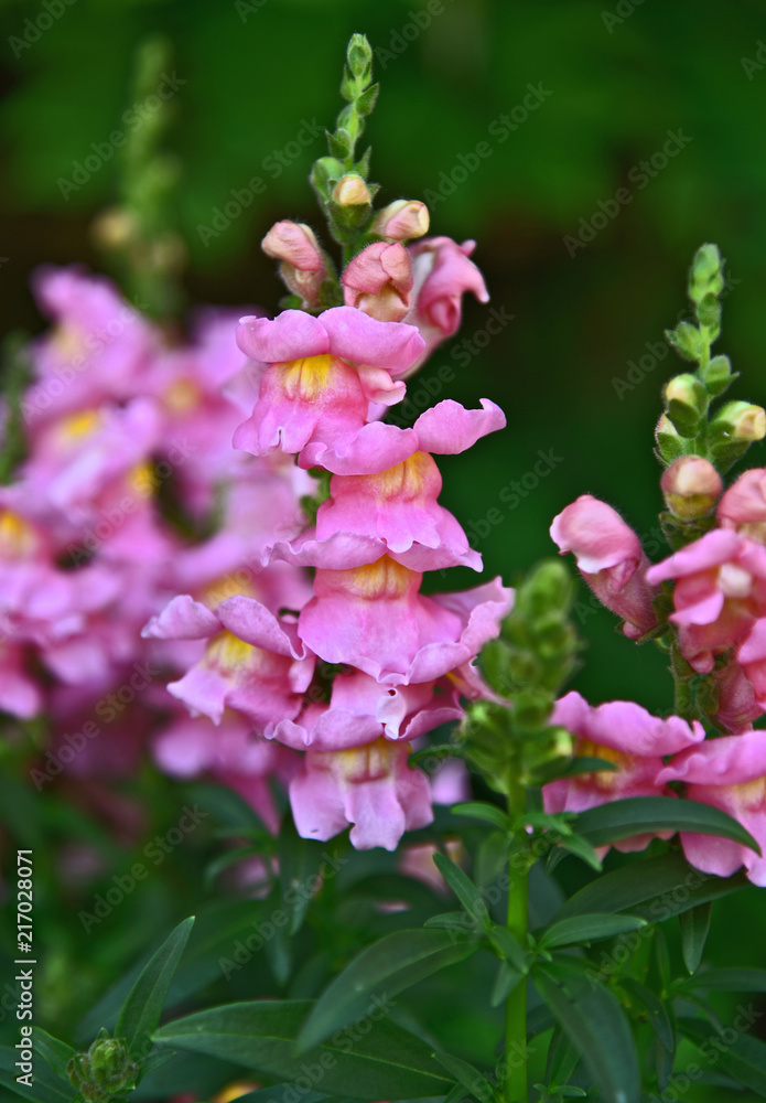 Many Snapdragon Plants in the garden with green leaf background. Many Snapdragon Plants in the garden with green leaf background.