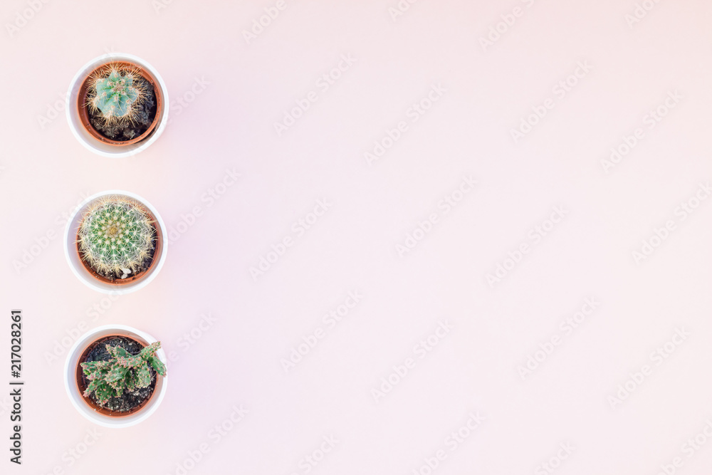 Top view of small pots with decorative cactuses Top view of small pots with decorative cactuses