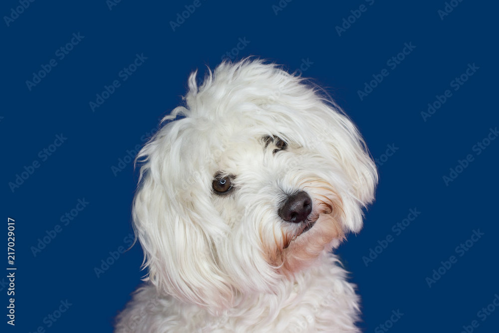 MALTESE DOG TILTING THE HEAD SIDE AND LOOKING THE CAMERA. ISOLATED AGAINST BLUE COLORED BACKGROUND. MALTESE DOG TILTING THE HEAD SIDE AND LOOKING THE CAMERA. ISOLATED AGAINST BLUE COLORED BACKGROUND.