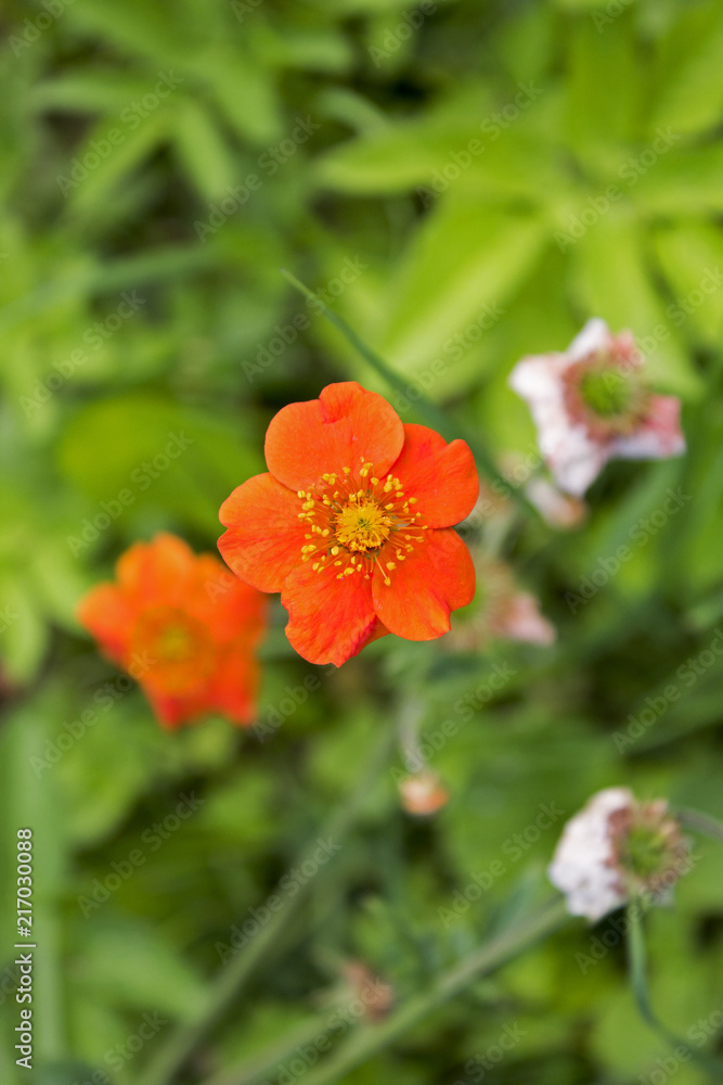Small garden flower standing alone in grass Small garden flower standing alone in grass