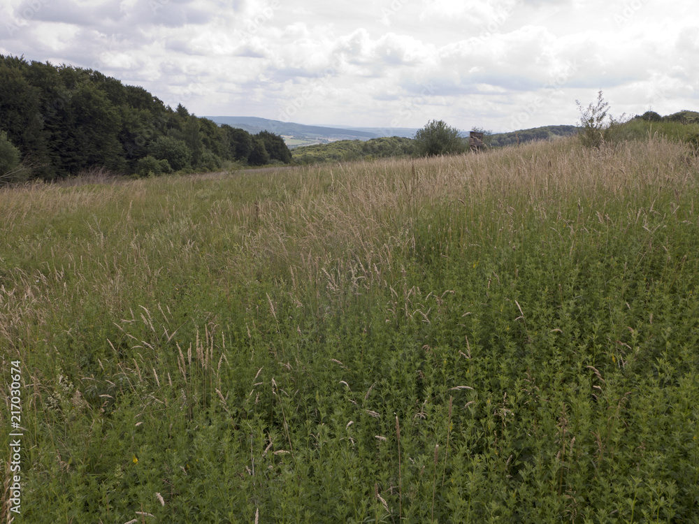 Wanderung durch eine Wiese in einem Naturschutzgebiet im Weserbergland auf dem Weserbergland-Weg in der Nähe von Porta Westfalica