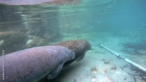 Two manatees underwater in Crystal River. Good large aquatic mammals animal sea cow swims in shallow water. photo