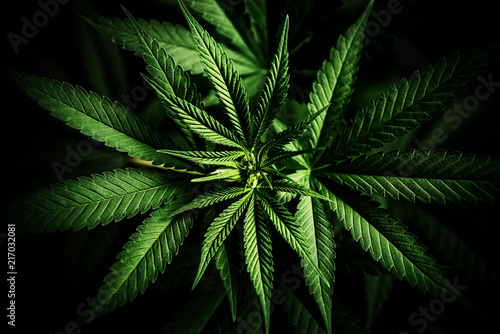 Fototapeta Naklejka Na Ścianę i Meble -  cannabis sativa, still life of marihuana leaves, medical plant