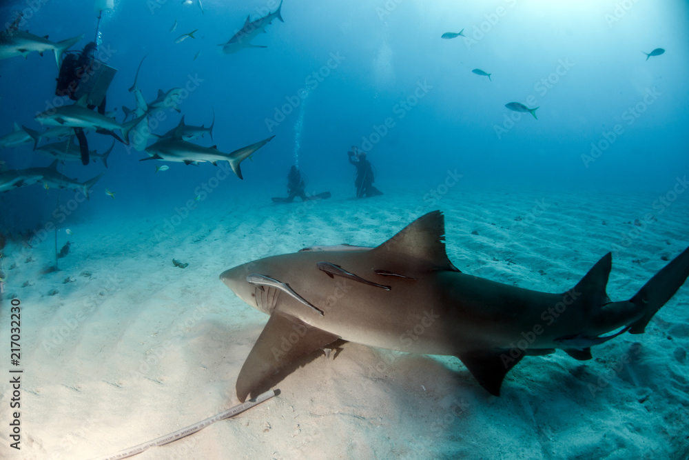 Obraz premium Caribbean reef shark at the Bahamas