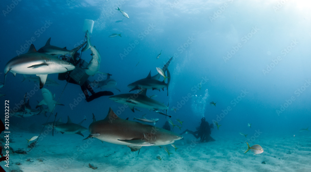 Caribbean reef shark at the Bahamas Caribbean reef shark at the Bahamas