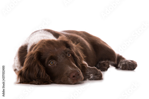 Fototapeta Naklejka Na Ścianę i Meble -  Müder Münsterländer Welpe isoliert auf weißem Grund
