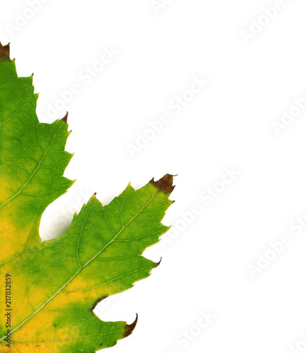 Autumn multicolor maple leaf