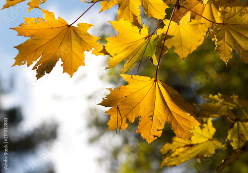 Maple tree with yellow leaves in autumn forest