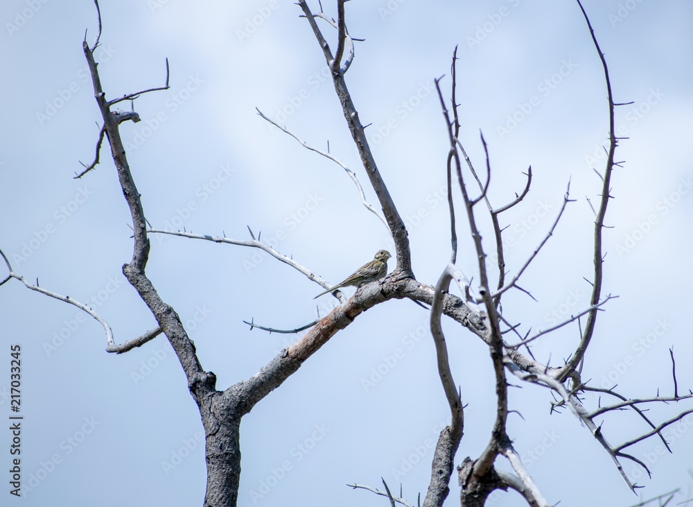 Cirl bunting adult female sitting on a branch. Cirl bunting adult female sitting on a branch.