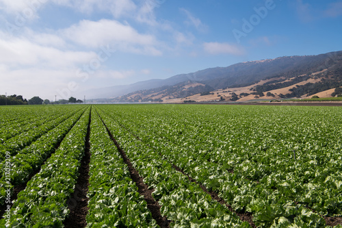 Rows of lettuce in the Salinas Valley of central California in Monterey County photo