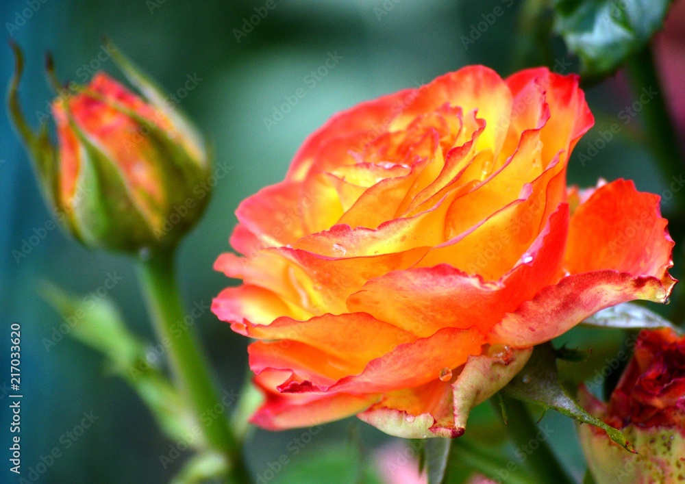Obraz premium Blooming roses of orange color on the flowerbed in spring