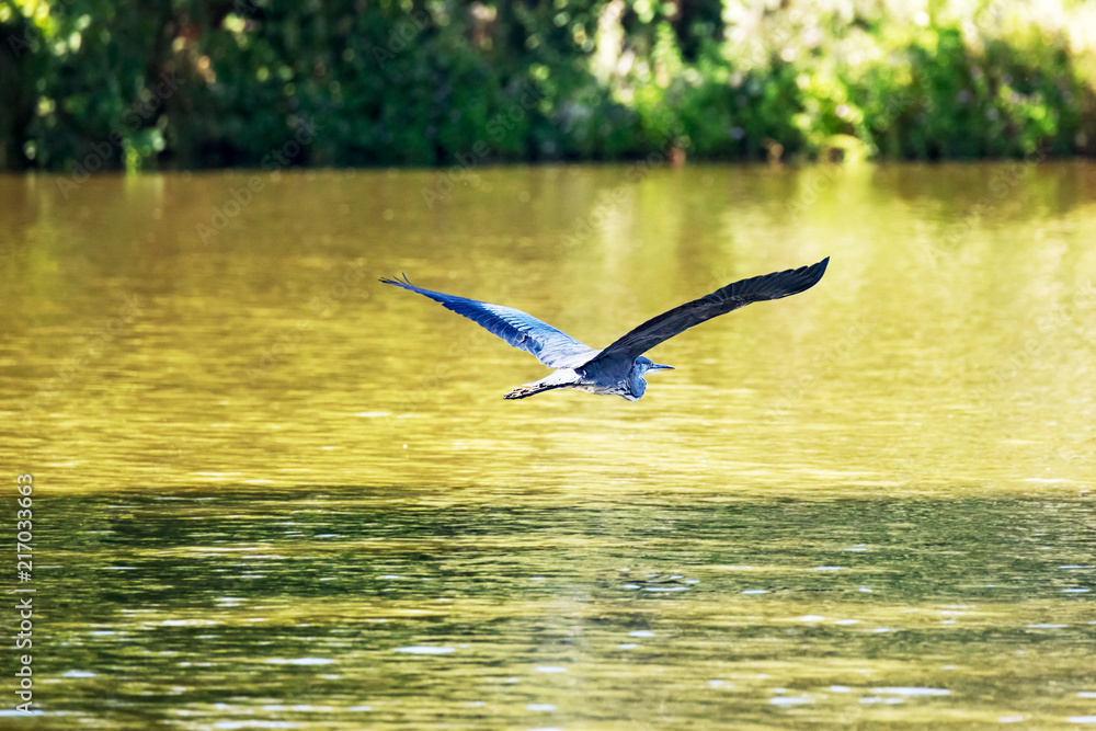 Fototapeta premium Heron at the pond