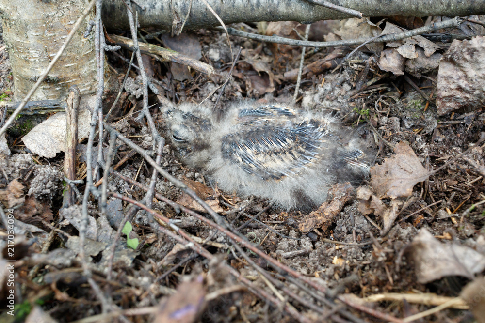 Caprimulgus europaeus. The nest of the European Nightjar in nature. Caprimulgus europaeus. The nest of the European Nightjar in nature.