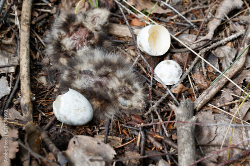 Caprimulgus europaeus. The nest of the European Nightjar in nature.