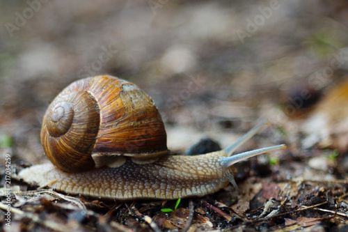 Old snail in forest. Snail is symbol of leisure and slow motion. © Alexs