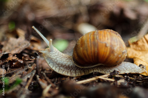 Snail in forest, close-up view. Snail is a symbol of leisure and slow motion.