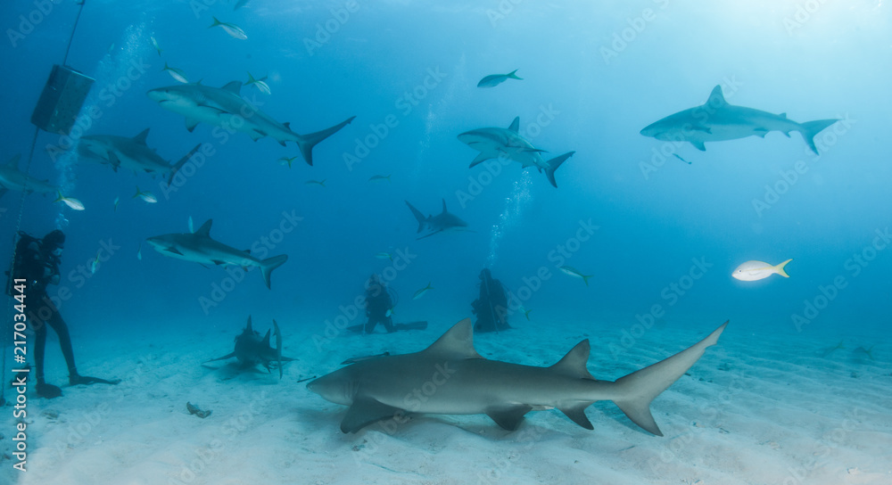 Fototapeta premium Lemon and Caribbean reef shark at the Bahamas