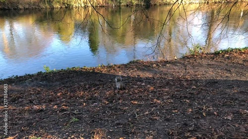 Squirrel Running in Slow Motion in the Park in Winter. photo