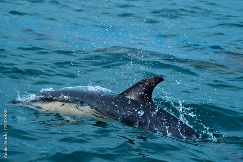 Common dolphin close up in the Atlantic Ocean near Penzance in Cornwall, UK