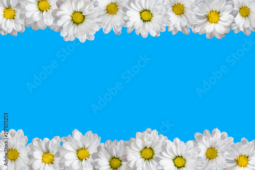 White oxeye daisies arranged in two lines. Blue background.
