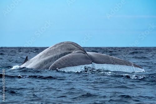 Blue whale seen in the Azores on its annual migration 