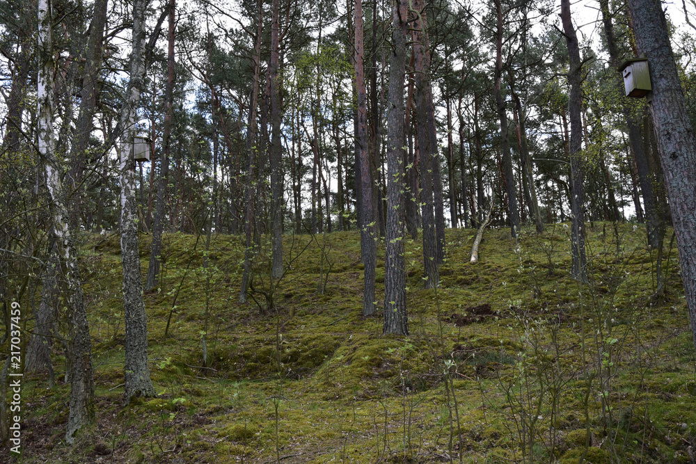 Obraz premium Rezerwat przyrody Ptasi Raj. Gdańsk. Poland