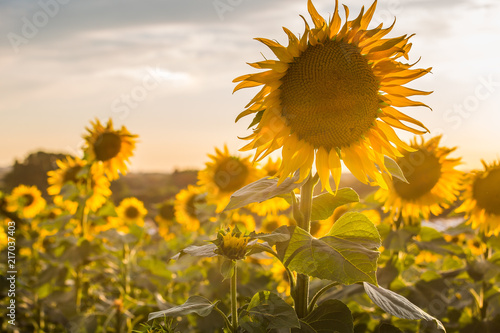 Fototapeta Naklejka Na Ścianę i Meble -  Summer sunflowers meadow with the blue sky.