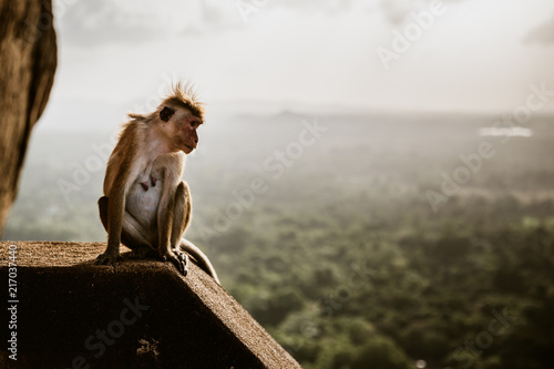 Macaque monkey from Lion Rock in Sigiriya, Sri Lanka photo