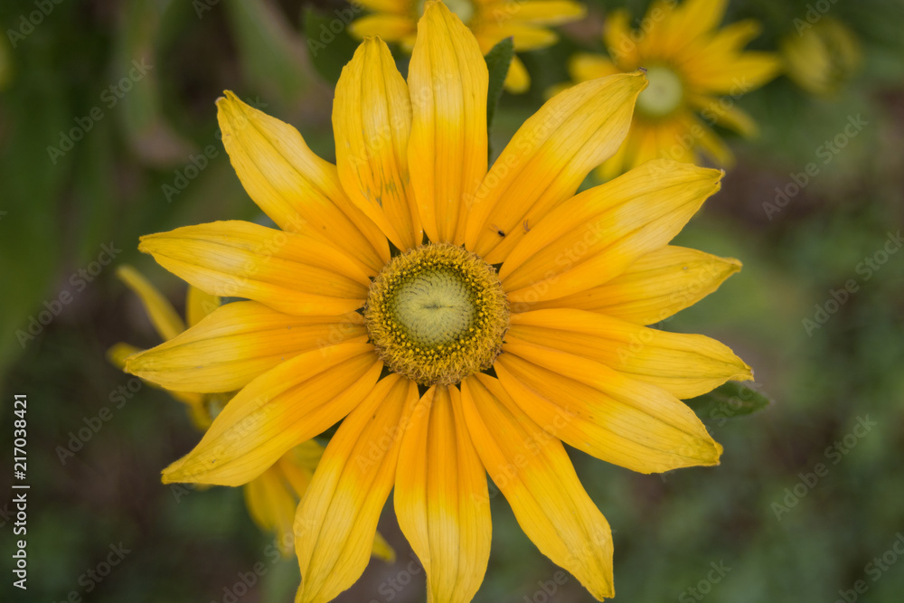 Fototapeta premium Gelbe Blume im sonnigen Garten