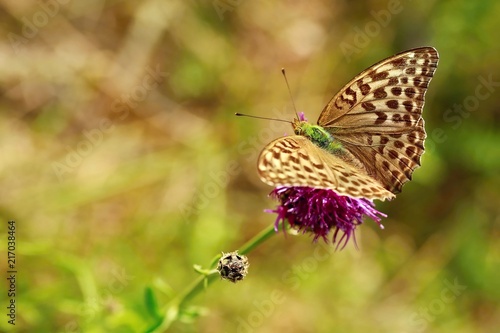 Grey, brown and green female butterfly with open wings, rare Argynnis paphia f. valesina, sitting on violet thistle flower in a field, summer day, blurry green background, Czech Republic, Europe © Lioneska