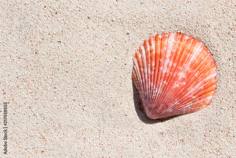 Texture of a red beautiful conch shell from a coral reef of Mauritius in Indian Ocean on a sand in the sunlight. Top view. Tropical beach sand background, - copy space. Travel and holiday concept. Texture of a red beautiful conch shell from a coral reef of Mauritius in Indian Ocean on a sand in the sunlight. Top view. Tropical beach sand background, - copy space. Travel and holiday concept.