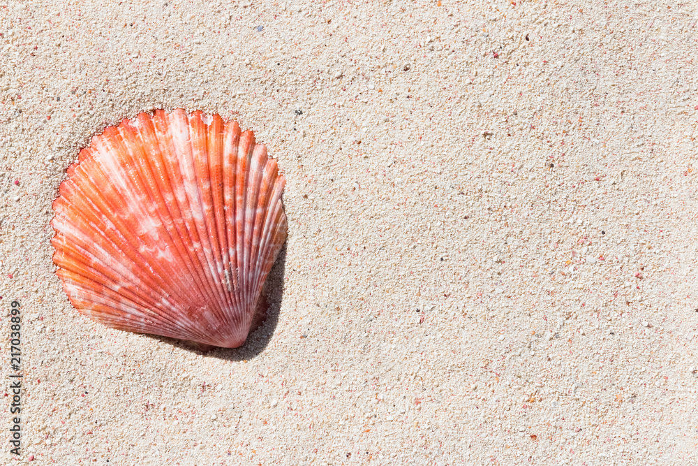 Texture of a red beautiful conch shell from a coral reef of Mauritius in Indian Ocean on a sand in the sunlight. Top view. Tropical beach sand background, - copy space. Travel and holiday concept. Texture of a red beautiful conch shell from a coral reef of Mauritius in Indian Ocean on a sand in the sunlight. Top view. Tropical beach sand background, - copy space. Travel and holiday concept.
