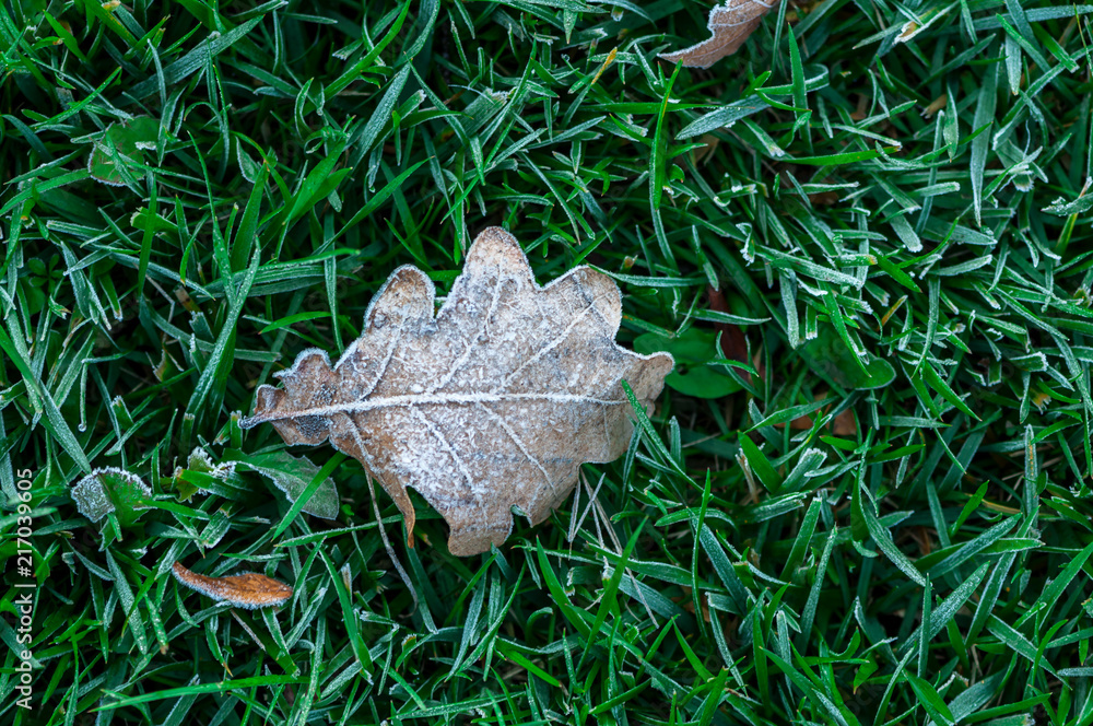 Leaf in the grass covered in frost. Spring scene. Leaf in the grass covered in frost. Spring scene.