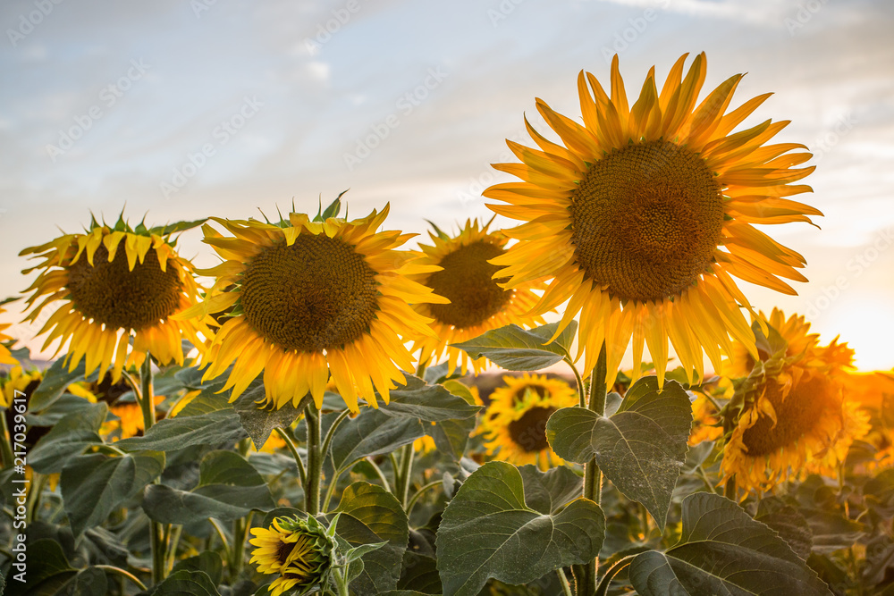 Fototapeta premium Summer sunflowers meadow with the blue sky.