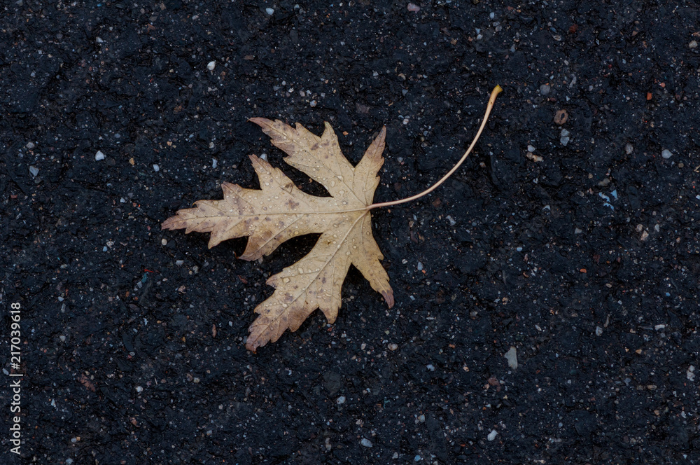 Leaf on the ground after the rain. Spring scene.
