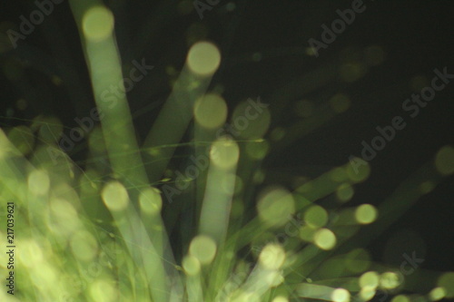 Onscherpte bollen groen - bewust omscherp photo