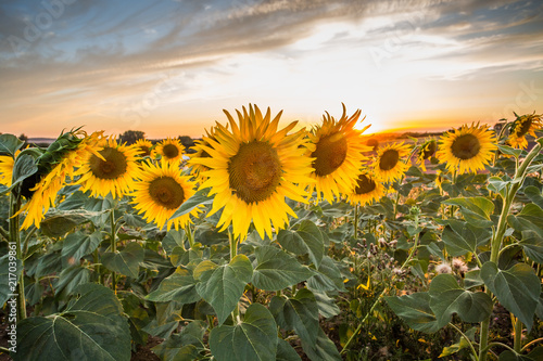 Fototapeta Naklejka Na Ścianę i Meble -  Summer sunflowers meadow with the blue sky.