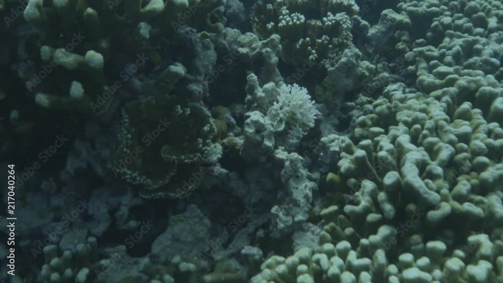 An underwater shot of divers researching on coral reefs. An underwater shot of divers researching on coral reefs.